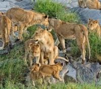 Rekoro Lions